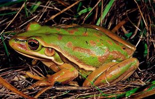 Green and Golden Bell Frog. Pic: NSW Dept of Environment, Climate Change and Water.