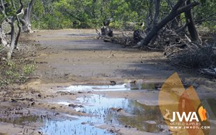 Mangrove regrowth after use of composite mats